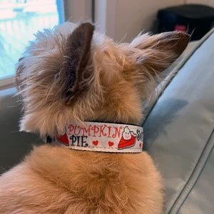Nylon Pet Collars